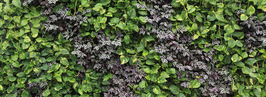 cute version of the living wall.